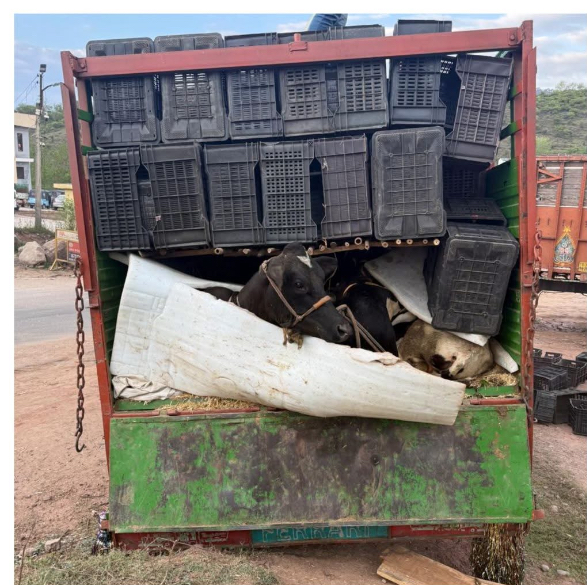 उधमपुर में 16 गोवंश से भरा ट्रक जब्त, चालक फरार  उधमपुर, 18 मार्च: बुधवार सुबह रौन डोमैल में नाका चेकिंग के दौरान पुलिस ने 16 गोवंशीय पशुओं से भरा एक ट्रक जब्त किया।  अधिकारियों के अनुसार, वाहन संख्या JK08E-4932 को सुबह लगभग 6:15 बजे जांच के लिए रुकने का संकेत दिया गया। हालांकि, पुलिस टीम को देखते ही चालक वाहन को मौके पर छोड़कर फरार हो गया।  जांच के दौरान पाया गया कि ट्रक में 16 गोवंश बिना किसी वैध अनुमति के ले जाए जा रहे थे। पशुओं को रस्सियों से बेरहमी से बांधा गया था।  इस संबंध में पुलिस थाना उधमपुर में धारा 223 भारतीय न्याय संहिता (BNS) तथा धारा 11 पशु क्रूरता निवारण अधिनियम के तहत मामला दर्ज किया गया है।  फरार चालक की तलाश जारी है और मामले की आगे जांच की जा रही है, अधिकारियों ने बताया।